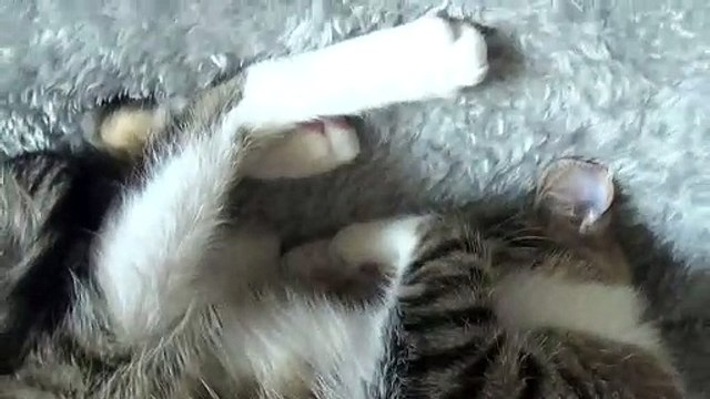 Adorable Little Cat Talks to Me and Sleeps Upside Down