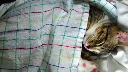 Cute Little cat Has His Own Bedsheets