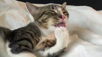 Paws Must Be Washed Before Dinner