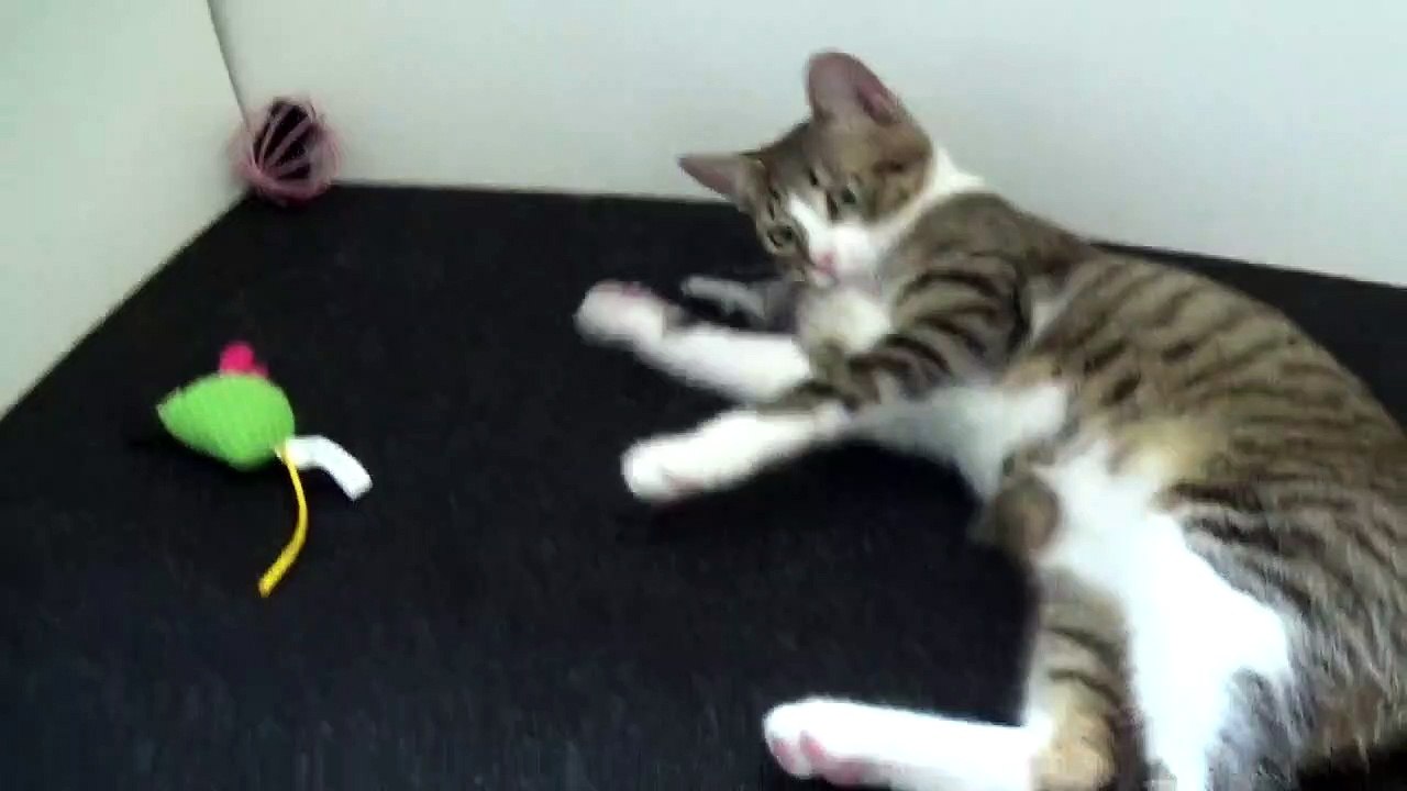 Playing Table Tennis With the Little Cat