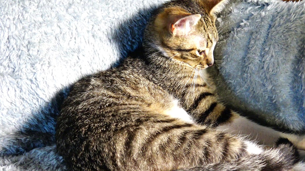 Well Behaved Small Cat Sleeps in a Corner