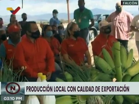 Productores CLAP de Falcón impulsan el cultivo de hortalizas, frutas y verduras