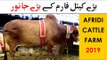 Afridi Cattle Farm 2019 - Sohrab Goth Cow Mandi Karachi