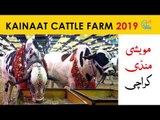 Kainat Cattle Farm Collection 2019 - Karachi Cow Mandi 2019