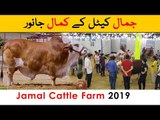 Jamaal Cattle Farm 2019 - in Sohrab Goth Maweshi Mandi Karachi