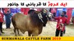 Surmawala Cattle Farm 2019 - Sohrab Goth Cow Mandi Karachi