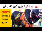 Surti Cattle Farm 2019 - Sohrab Goth Cow Mandi Karachi