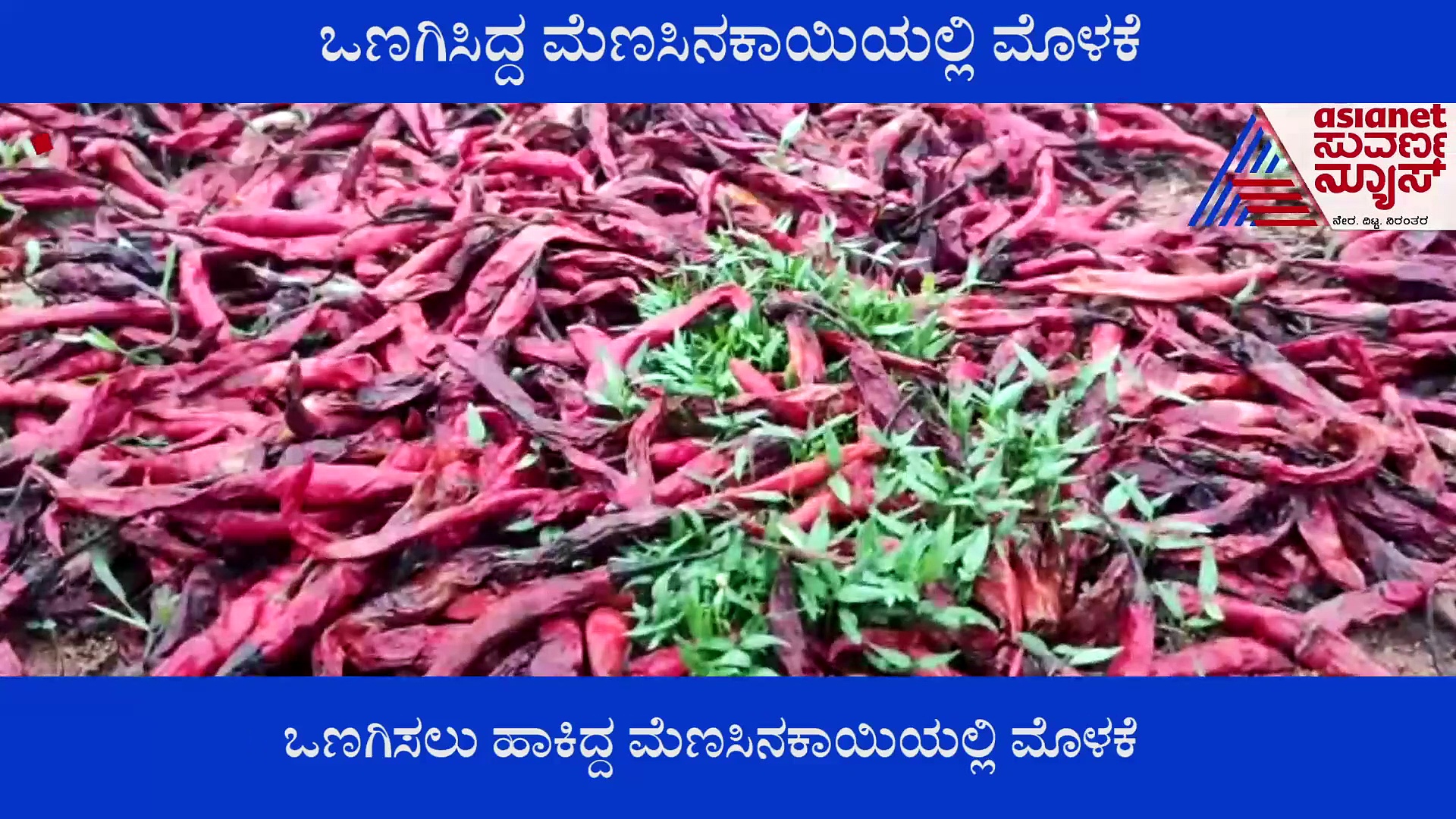 Karnataka Rain : ಒಣಗಿಸಿದ್ದ ಮೆಣಸಿನಕಾಯಿಯಲ್ಲಿ ಮೊಳಕೆ, ರೈತ ಕಂಗಾಲು