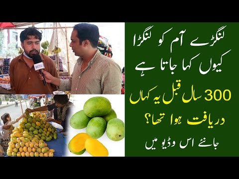 Why Is Pakistani Langra Mango Called Langra? Where Was Langda Aam Discovered 300 Years Ago?