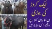 Ek Crore Ki Jodi | Sindh Cattle Farm | Sohrab Goth Mandi 2021 | Eid ul Adha | Cow Mandi