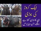 Ek Crore Ki Jodi | Sindh Cattle Farm | Sohrab Goth Mandi 2021 | Eid ul Adha | Cow Mandi