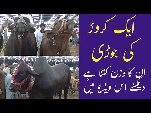 Ek Crore Ki Jodi | Sindh Cattle Farm | Sohrab Goth Mandi 2021 | Eid ul Adha | Cow Mandi