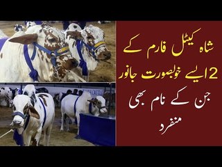 Descargar video: Karachi Gaye Mandi | Shah Cattle Farm 2021 Collection |  Cow Mandi Sohrab Goth | Bakra Mandi