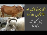 JDC Qurbani for Poor | Teddy Cow | 5 Seengo Wala Bakra | Goat with 5 Horns | Bakra Mandi 2021