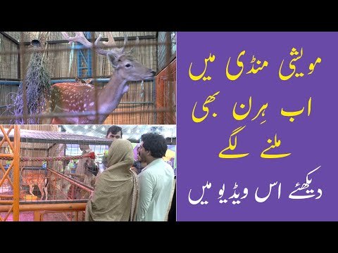 Hiran Ka Joda | Brahman Bull in Pakistan | Al Syed Cattle Farm | Sohrab Goth Mandi 2021| Bakra Mandi
