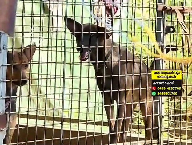 ഓലമേഞ്ഞ വീട്ടില്‍ നാല്‍പ്പതോളം നായ്‌ക്കള്‍ക്കൊപ്പം സുനിതയും ഭര്‍ത്താവും