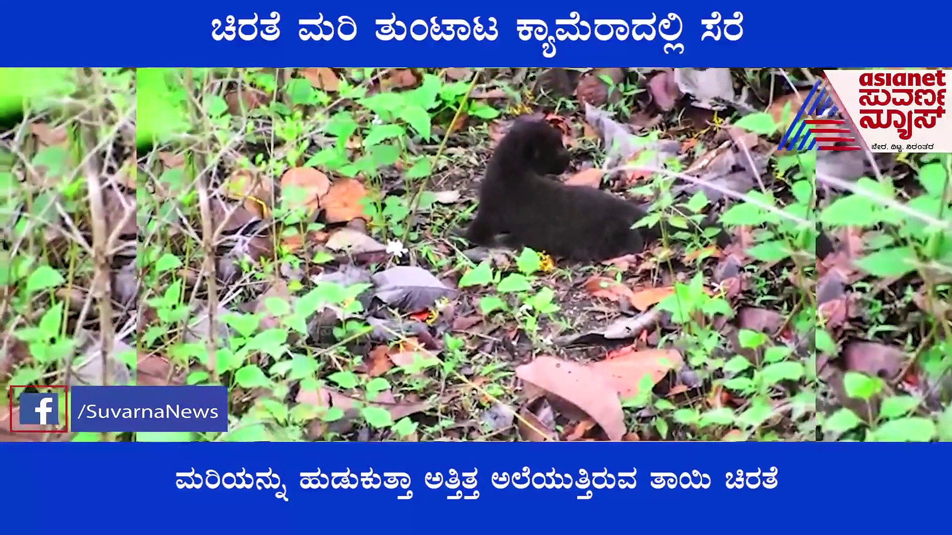 ಕಪ್ಪುಚಿರತೆ ಮರಿ ತುಂಟಾಟ ಕ್ಯಾಮೆರಾದಲ್ಲಿ ಸೆರೆ