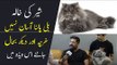 Persian Cat Price in Pakistan | Animal Planet PK | Cat Breeds | Triple Coated Persian Cats