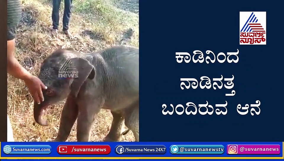 ದಾರಿ ತಪ್ಪಿ ಬಂದ ಪುಟ್ಟ ಆನೆ ಮರಿಯ ಆಕ್ರಂದನ..! ಅಮ್ಮನಿಗಾಗಿ ಅಳು
