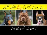 Top 5 Most Dangerous Dogs in the World | Aggressive Dogs Breed