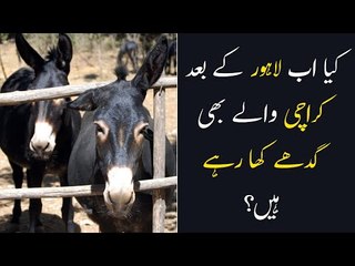 Donkey Meat in Karachi Wedding Hall | Shaadi Hall Me Ghaday Ka Gosht