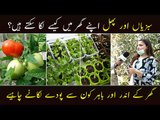 How to Grow Vegetables and Fruits Plants at Home | Home Gardening