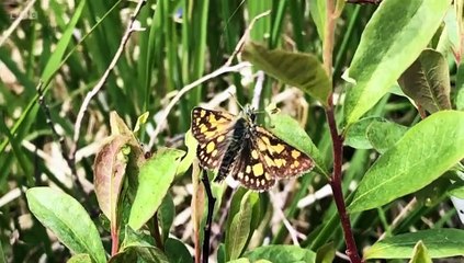 Springwatch 2022 episode 7