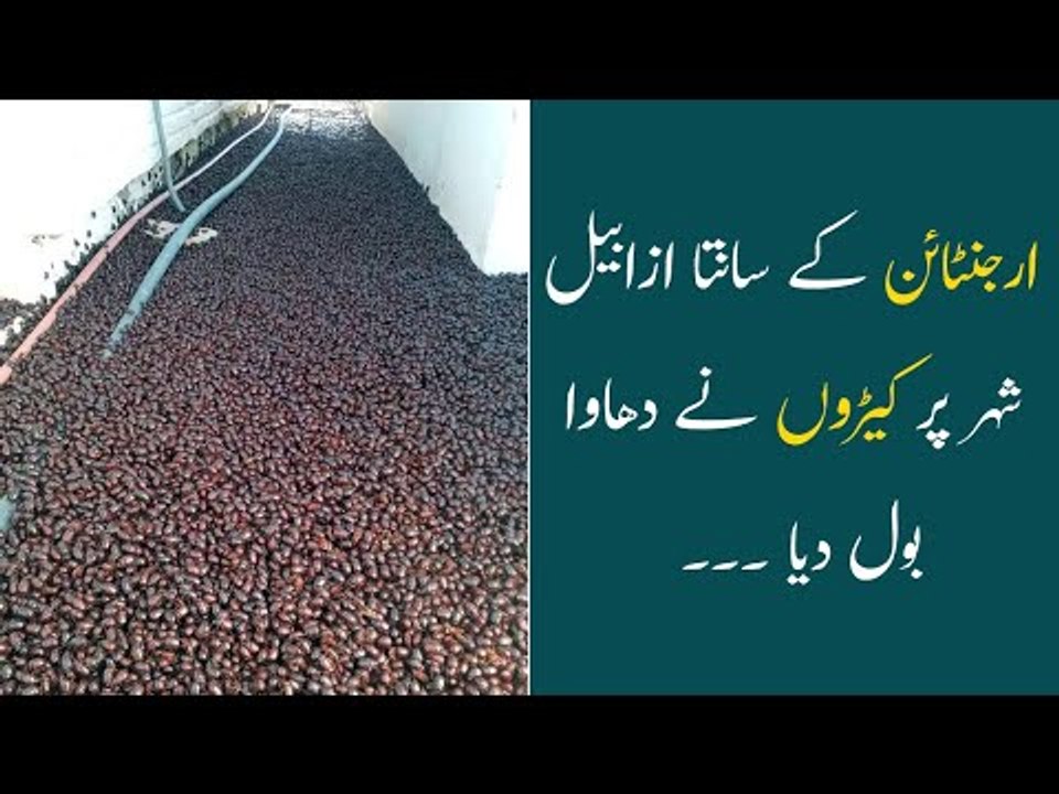 Argentinian Town Suddenly Infested with Beetles | Bugs Attack on Santa Isabel