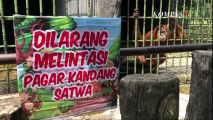 Pengunjung Ditarik Orangutan Demi Konten Minta Maaf: Saya Ingin Video itu Jadi Pelajaran