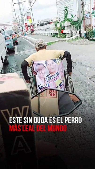 Lealtad pura: perro mascota ayuda a su dueño en...