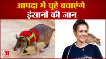 Hero Rats: आपदा में चूहे बचाएंगे इंसानों की जान, टीबी जैसी बीमारियों से भी बचाएंगे। Human Lives