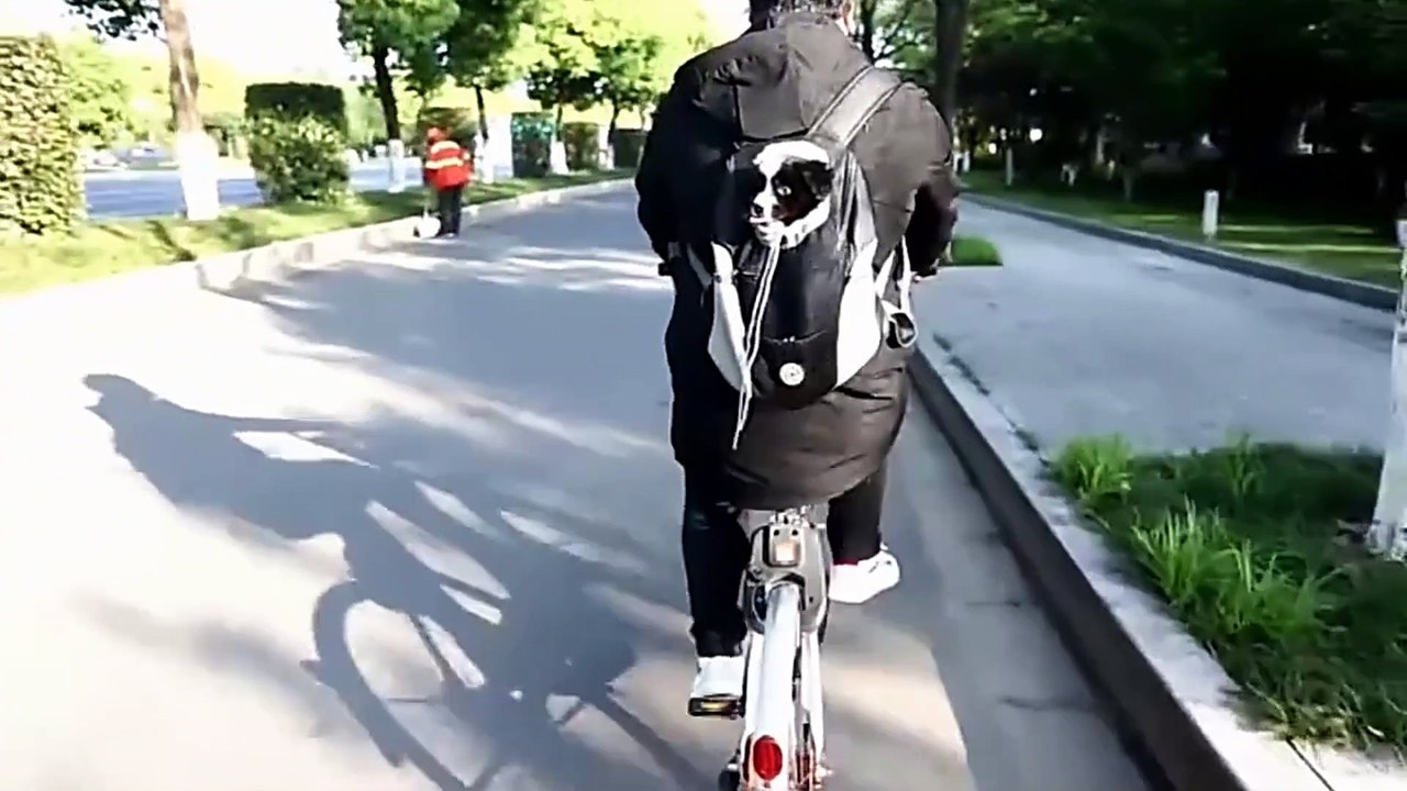 Portable Travel Professional Pets Carrier Bag and  Hair Remover Brush Roller Techshahin24