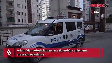Motosiklet hırsızı çalılıklar arasında yakalandı