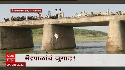 Rajasthan : मेंढ्यांना फेकलं चंबळ नदीत, उष्णतेपासून सुटका करण्यासाठी जुगाड ABP majha