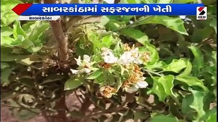 કાશ્મીરનુ ફળ સાબરકાંઠા જિલ્લામાં ઉગ્યું