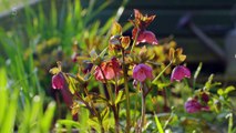 Spring Gardening with Carol Klein episode 1