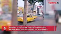 Kadıköy'de kargalar kaldırımdakilere zor anlar yaşattı