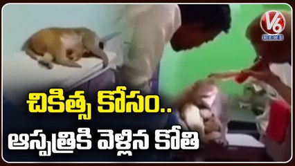Injured Monkey Goes To Clinic For Treatment In Bihar _ Viral Video _ V6 News