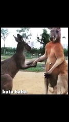 vidio lucu hewan part1