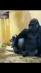 vidio lucu hewan part5