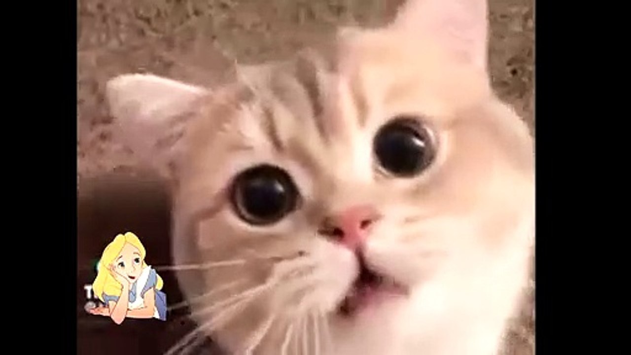cat rapper