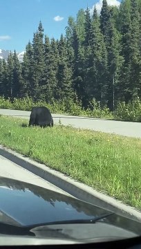 Frustrated Momma Bear Tosses Cub to Get it Across Road Safely