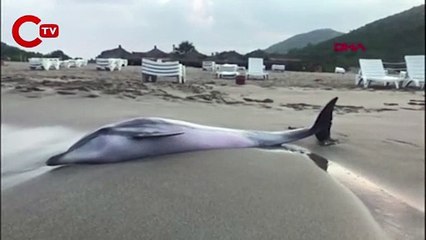 Antalya'da sahile vuran yunus barınağa nakledildi