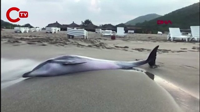 Antalya'da sahile vuran yunus barınağa nakledildi