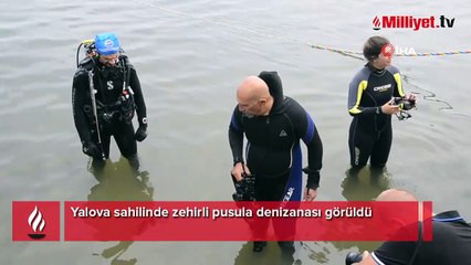 Yalova sahilinde zehirli pusula denizanası görüldü