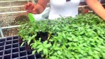 Domates bolluğu yaşanacak: Üretici en fazla domates fidesi alıyor