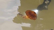 Yalova sahilinde zehirli pusula denizanası görüldü