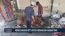 Pemkab Lumajang Gunakan BTT untuk Menanggulangi Meluasnya Wabah PMK