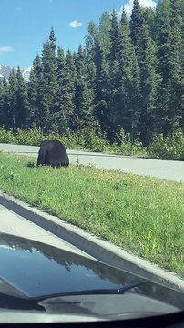 Frustrated Momma Bear Tosses Cub to Get it Across Road Safely