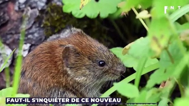 Faut-il s'inquiéter de ce nouveau coronavirus découvert sur des rongeurs en Europe ?